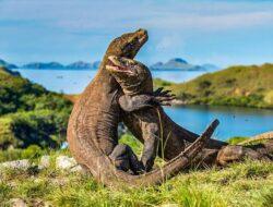 Taman Nasional Komodo Akan Ditutup Sementara Tahun Depan, Ini Alasannya