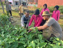 Wujudkan Program Pemerintah Dalam Ketahan Pangan, KC Bhayangkari Palopo, Panen Bersama Pengurus
