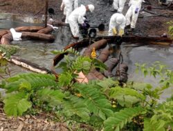 Viral, Sawah Milik Warga Tercemar, Rakyat Terancam Keracunan , Ketum Perjosi Tantang PT Vale, Sindir Diamnya Pemerintah dan Polres Lutim