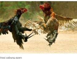 Sabung Ayam Diduga Kian Marak di Sidrap, Baranusa RI Minta Polisi Bertindak Tegas