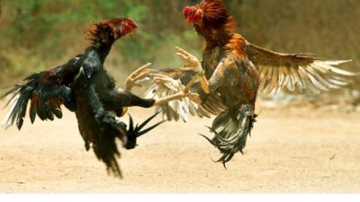 Sabung Ayam Diduga Kian Marak di Sidrap, Baranusa RI Minta Polisi Bertindak Tegas